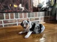 Simba, a male Australian Shepherd for sale in Blythewood, SC – Photo 6 of 10