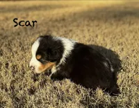 Scar, a male Australian Shepherd for sale in Blythewood, SC – Photo 10 of 10