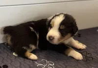 Scar, a male Australian Shepherd for sale in Blythewood, SC – Photo 2 of 10