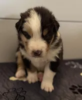 Scar, a male Australian Shepherd for sale in Blythewood, SC – Photo 1 of 10