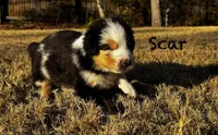 Scar, a male Australian Shepherd for sale in Blythewood, SC – Photo 8 of 10