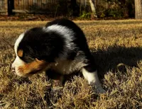 Scar, a male Australian Shepherd for sale in Blythewood, SC – Photo 5 of 10