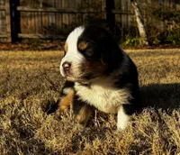 Scar, a male Australian Shepherd for sale in Blythewood, SC – Photo 3 of 10