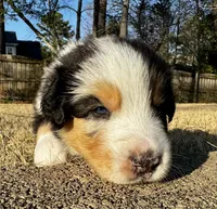 Scar, a male Australian Shepherd for sale in Blythewood, SC – Photo 9 of 10