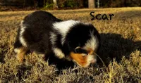 Scar, a male Australian Shepherd for sale in Blythewood, SC – Photo 6 of 10