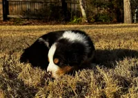 Scar, a male Australian Shepherd for sale in Blythewood, SC – Photo 4 of 10
