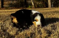 Scar, a male Australian Shepherd for sale in Blythewood, SC – Photo 7 of 10
