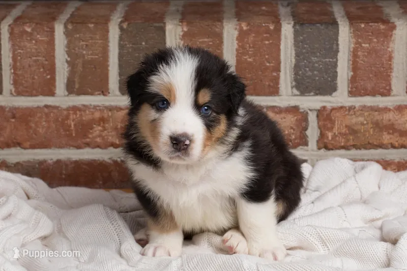 Scar – Australian Shepherd puppy for sale in Blythewood, SC