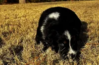 Kiara, a female Australian Shepherd for sale in Blythewood, SC – Photo 4 of 5