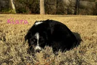 Kiara, a female Australian Shepherd for sale in Blythewood, SC – Photo 5 of 5