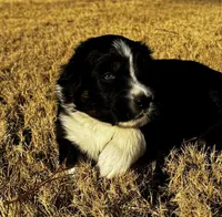 Kiara, a female Australian Shepherd for sale in Blythewood, SC – Photo 2 of 5