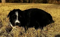 Kiara, a female Australian Shepherd for sale in Blythewood, SC – Photo 3 of 5