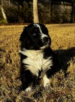 Kiara, a female Australian Shepherd for sale in Blythewood, SC – Photo 1 of 5