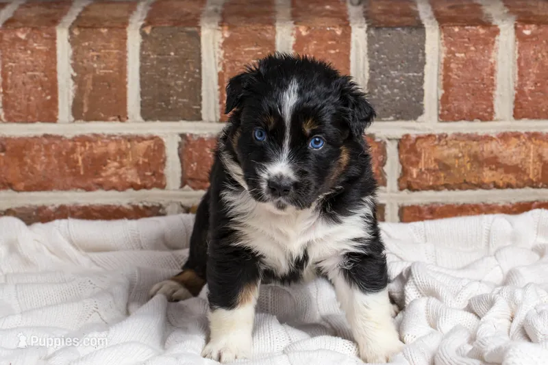Kiara – Australian Shepherd puppy for sale in Blythewood, SC