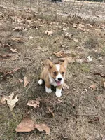 Puppy#2, a female Pembroke Welsh Corgi for sale in Pomona, MO – 3 of 3