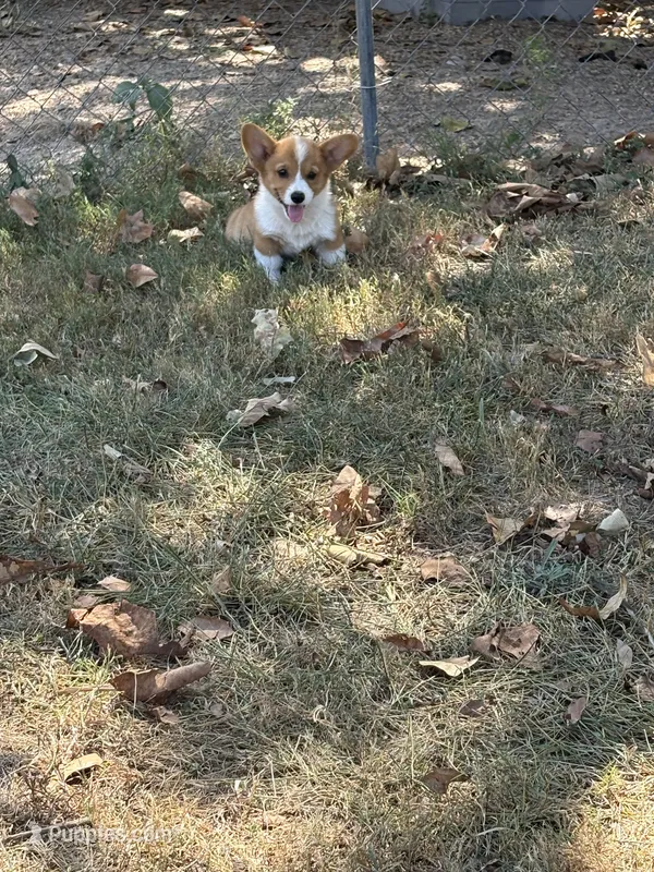 Puppy “#3 – Pembroke Welsh Corgi puppy for sale in Pomona, MO
