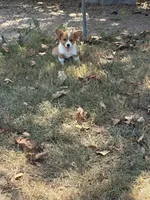 Puppy “#3, a male Pembroke Welsh Corgi for sale in Pomona, MO – 1 of 6
