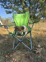 #1, a female Pembroke Welsh Corgi for sale in Pomona, MO – 4 of 7