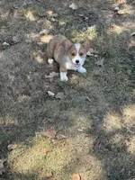 Puppy #A, a male Pembroke Welsh Corgi for sale in Pomona, MO – 2 of 5