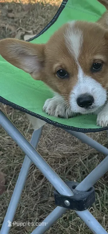 Puppy #2  – Pembroke Welsh Corgi puppy for sale in Pomona, MO