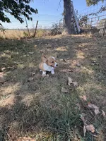 Puppy “#3, a male Pembroke Welsh Corgi for sale in Pomona, MO – 4 of 6