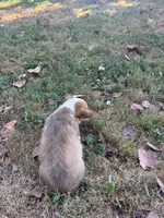 Puppy “#3, a male Pembroke Welsh Corgi for sale in Pomona, MO – 2 of 2
