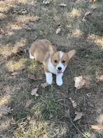 Puppy “#3, a male Pembroke Welsh Corgi for sale in Pomona, MO – 6 of 6