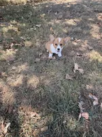 Puppy “#3, a male Pembroke Welsh Corgi for sale in Pomona, MO – 3 of 6