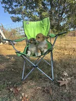 #1, a female Pembroke Welsh Corgi for sale in Pomona, MO – 6 of 7