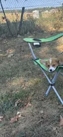 Puppy #2 , a male Pembroke Welsh Corgi for sale in Pomona, MO – 2 of 2