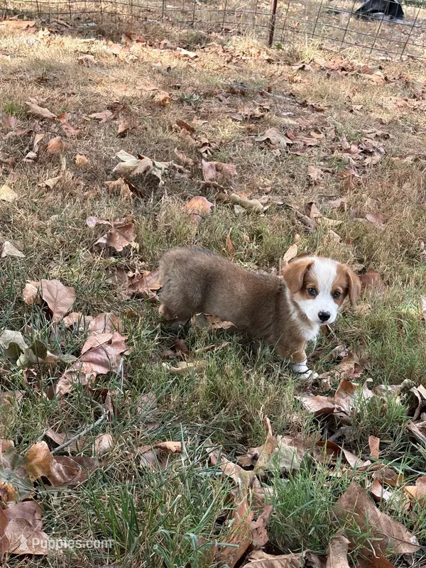Puppy  #1  – Pembroke Welsh Corgi puppy for sale in Pomona, MO