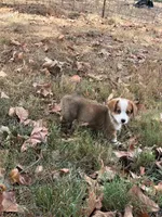 Puppy  #1 , a male Pembroke Welsh Corgi for sale in Pomona, MO – 1 of 3