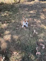 Puppy “#3, a male Pembroke Welsh Corgi for sale in Pomona, MO – 5 of 6