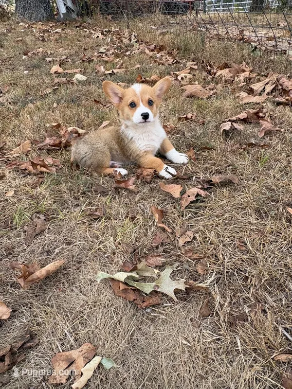 Puppy#3 – Pembroke Welsh Corgi puppy for sale in Pomona, MO