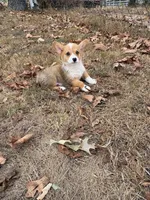 Puppy#3, a male Pembroke Welsh Corgi for sale in Pomona, MO – 1 of 4