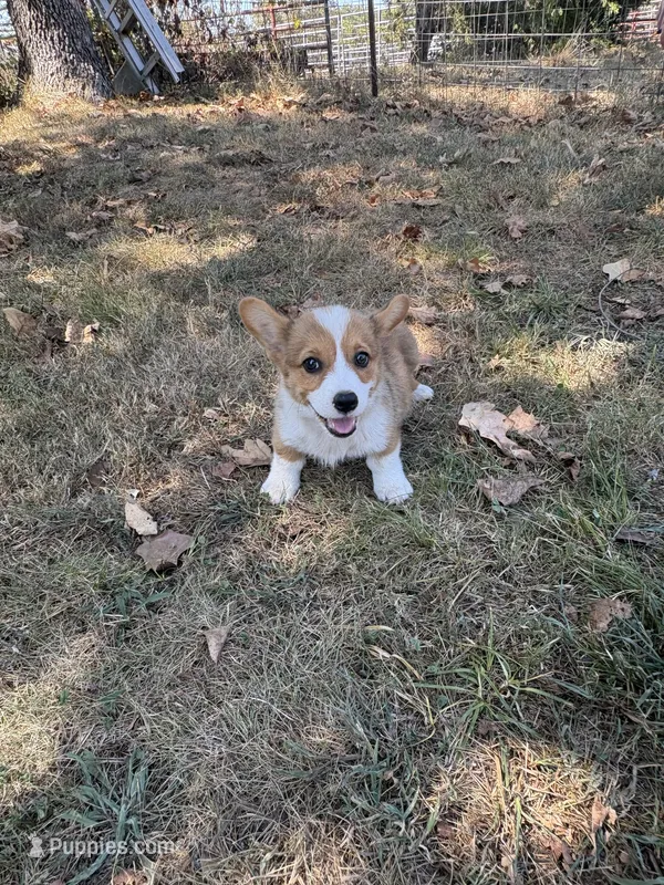 Puppy #2  – Pembroke Welsh Corgi puppy for sale in Pomona, MO
