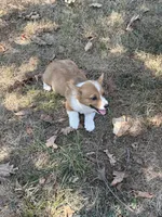 Puppy “#3, a male Pembroke Welsh Corgi for sale in Pomona, MO – 2 of 6