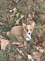 Puppy#2, a female Pembroke Welsh Corgi for sale in Pomona, MO – 2 of 3
