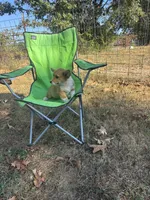 #1, a female Pembroke Welsh Corgi for sale in Pomona, MO – 7 of 7