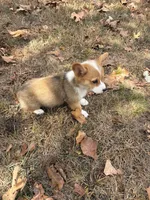 Puppy#3, a male Pembroke Welsh Corgi for sale in Pomona, MO – 4 of 4
