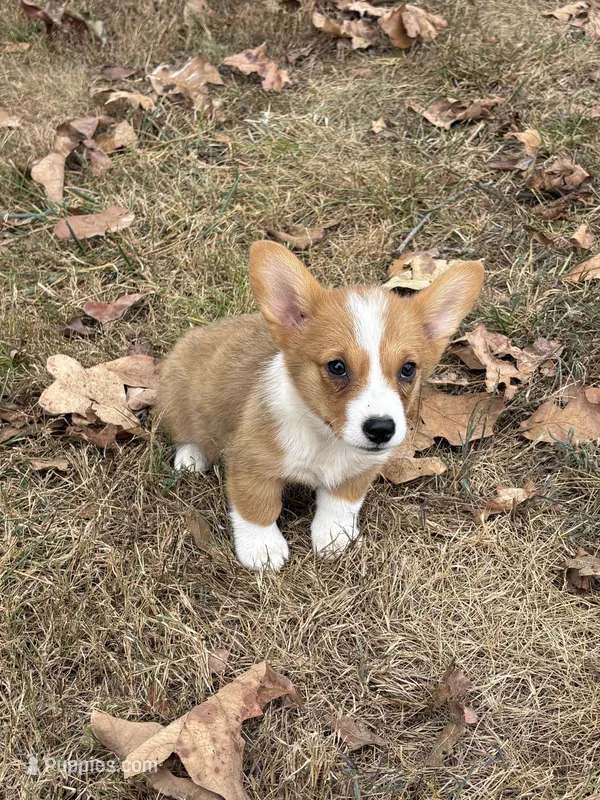 Puppy#2 – Pembroke Welsh Corgi puppy for sale in Pomona, MO