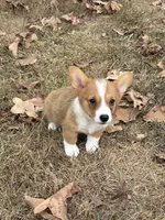 Puppy#2, a female Pembroke Welsh Corgi for sale in Pomona, MO – 1 of 3