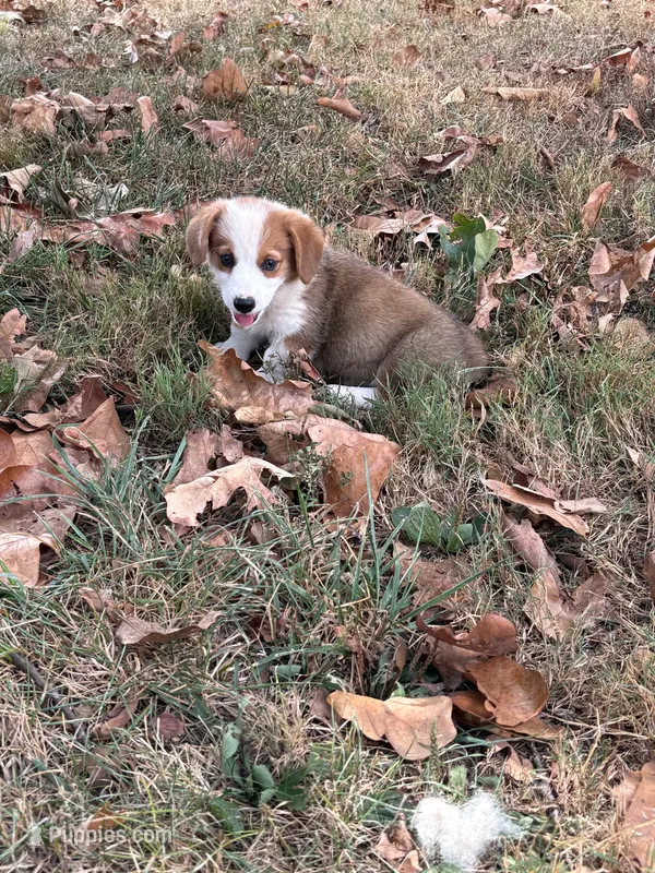 Puppy  #1  – Pembroke Welsh Corgi puppy for sale in Pomona, MO