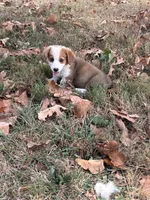 Puppy  #1 , a male Pembroke Welsh Corgi for sale in Pomona, MO – 2 of 3