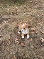 Puppy#3, a male Pembroke Welsh Corgi for sale in Pomona, MO – 2 of 4