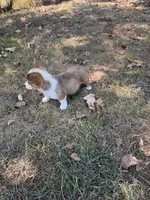 Puppy #A, a male Pembroke Welsh Corgi for sale in Pomona, MO – 4 of 5