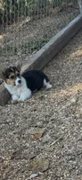 Lil Black, a female Pembroke Welsh Corgi for sale in Pomona, MO – 2 of 2