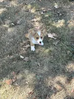 Puppy #A, a male Pembroke Welsh Corgi for sale in Pomona, MO – 3 of 5