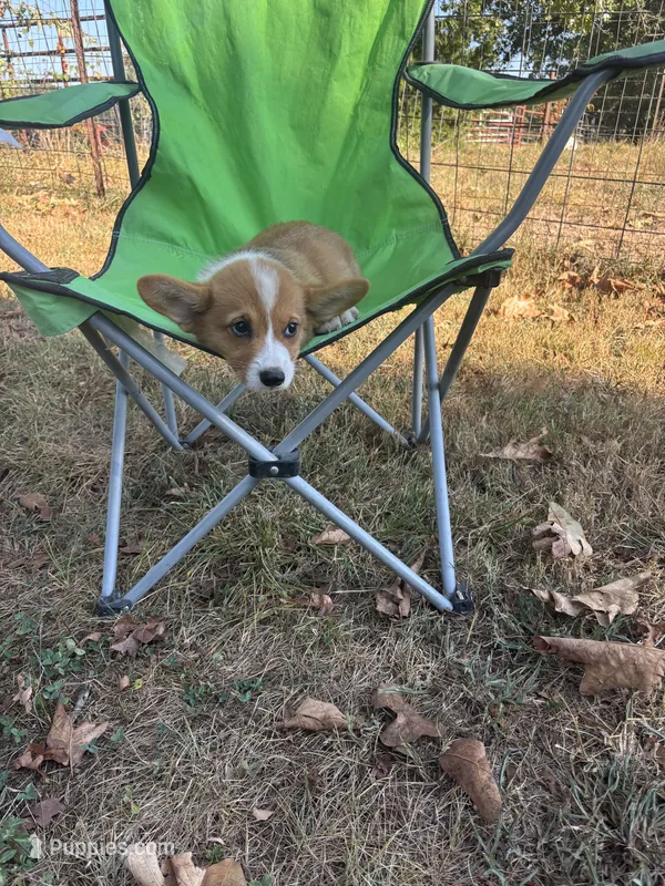 Puppy “#3 – Pembroke Welsh Corgi puppy for sale in Pomona, MO