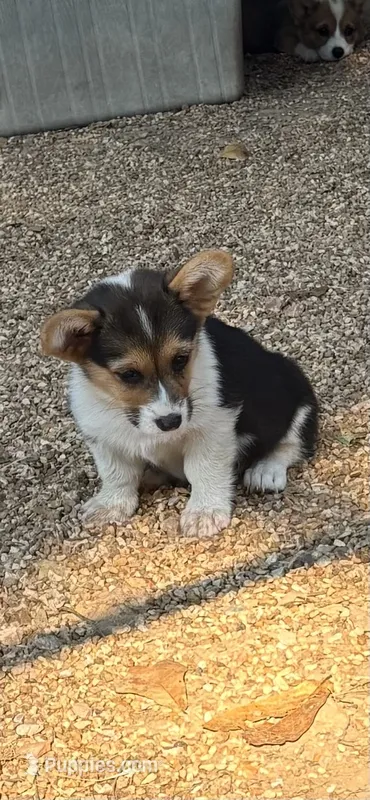 Lil Black – Pembroke Welsh Corgi puppy for sale in Pomona, MO
